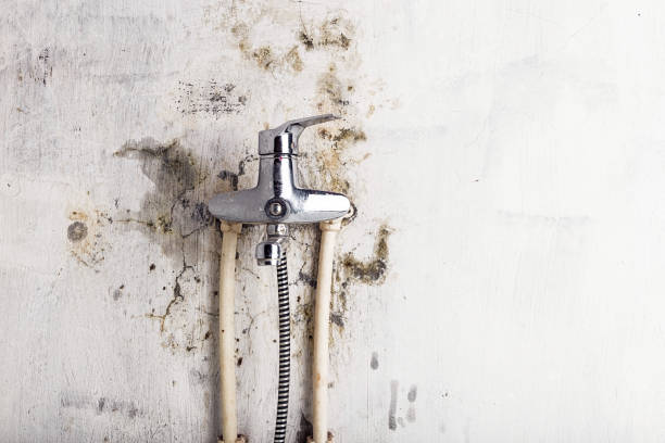 Best Toxic Mold Removal  in Brinkley, AR