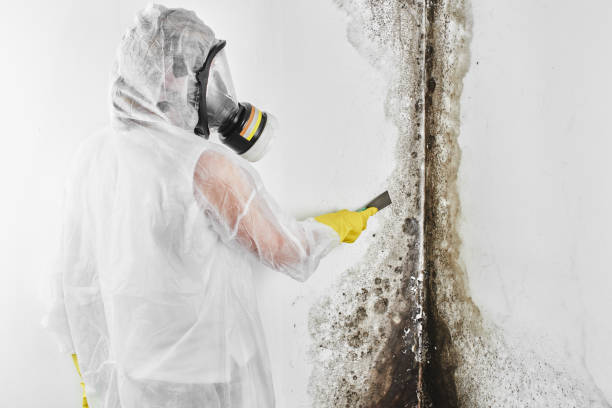 Best Commercial Mold Removal  in Brinkley, AR