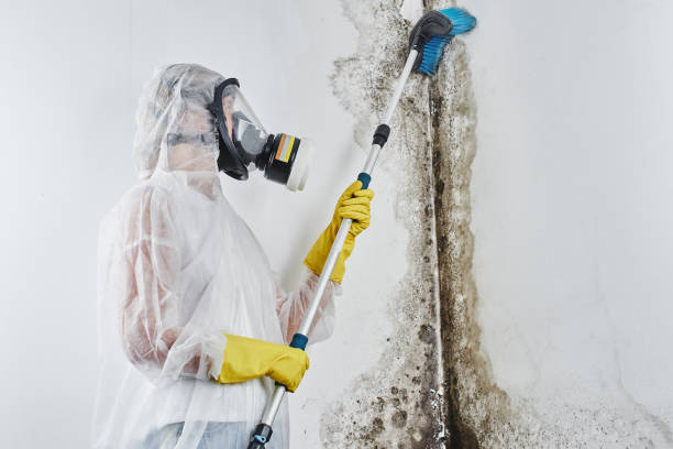 Best Same-Day Mold Removal  in Brinkley, AR