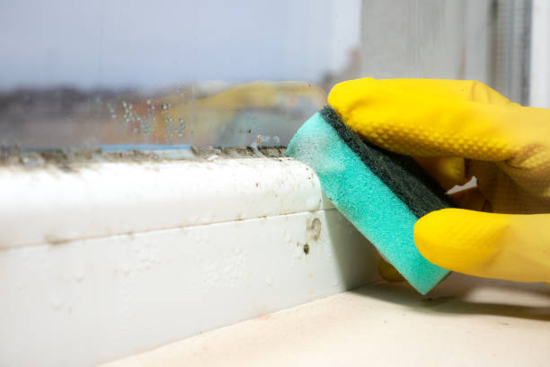 Best Mold Cleaning Services  in Brinkley, AR