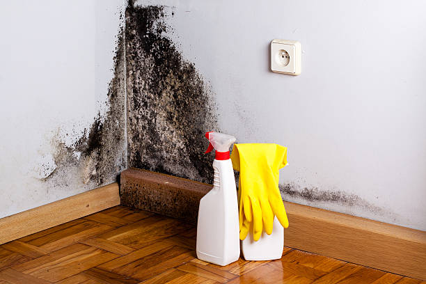 Best Professional Mold Removal  in Brinkley, AR