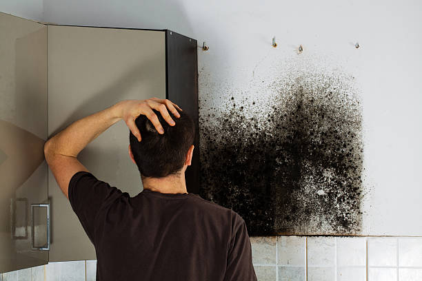 Best Home Mold Removal  in Brinkley, AR