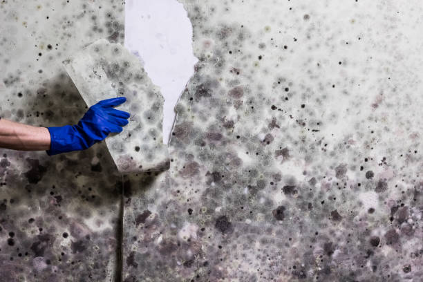Best Office Mold Removal Services  in Brinkley, AR